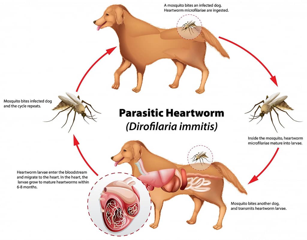HeartwormHeartworm cycle in dog cycle in dog